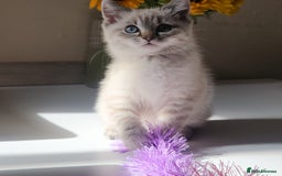 British Shorthair cats for sale: Ready now - Image 2