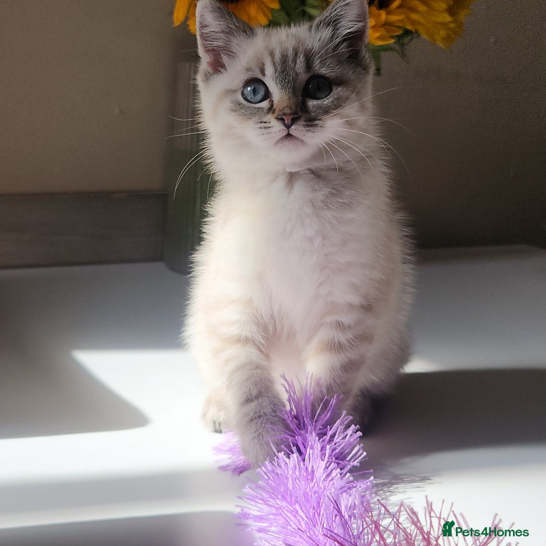 British Shorthair cats for sale: Ready now - Image 2