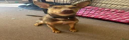 Mixed Breed dogs for adoption: Could You Be the One Valentina Needs? in Ipswich - Advert 16