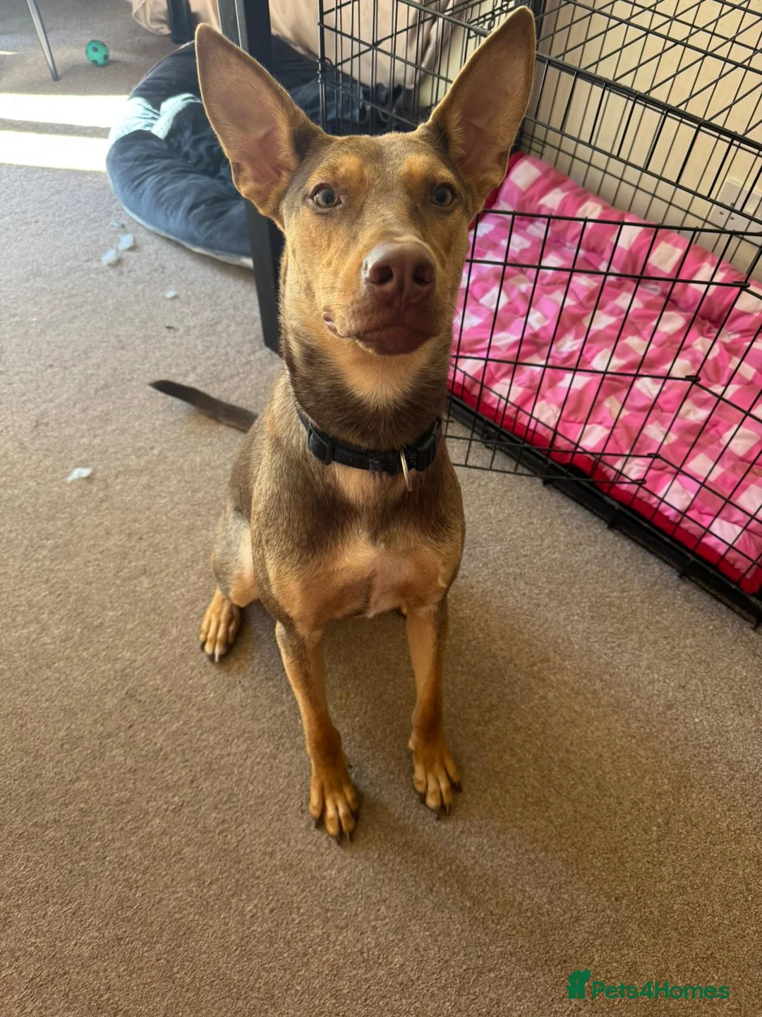 Mixed Breed dogs for adoption: Could You Be the One Valentina Needs? in Ipswich - Advert 16