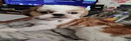 Shih Tzu dogs for sale: Adorable shih Tzu puppy for sale in Preston - Advert 1