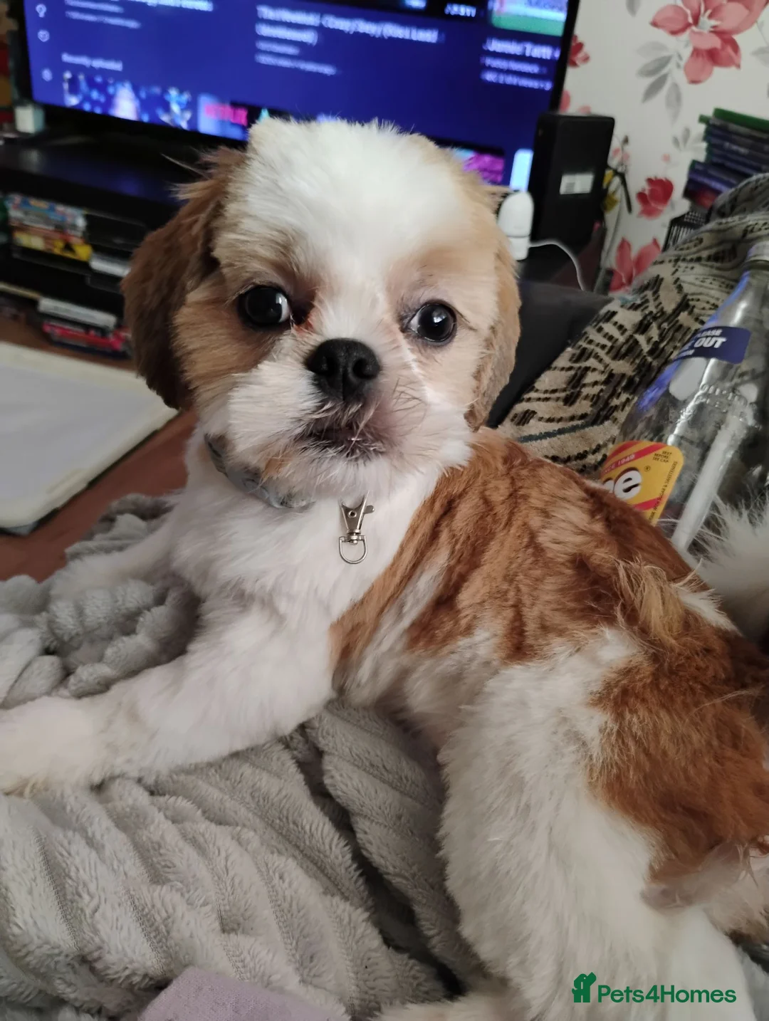 Shih Tzu dogs for sale: Adorable shih Tzu puppy for sale in Preston - Advert 1