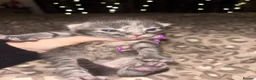 British Shorthair cats for sale: Miss Remay Sutherland  - Advert 4