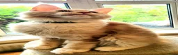 Maine Coon cats for sale: TICA Maine Coon kittens ready to go NOW - Advert 5
