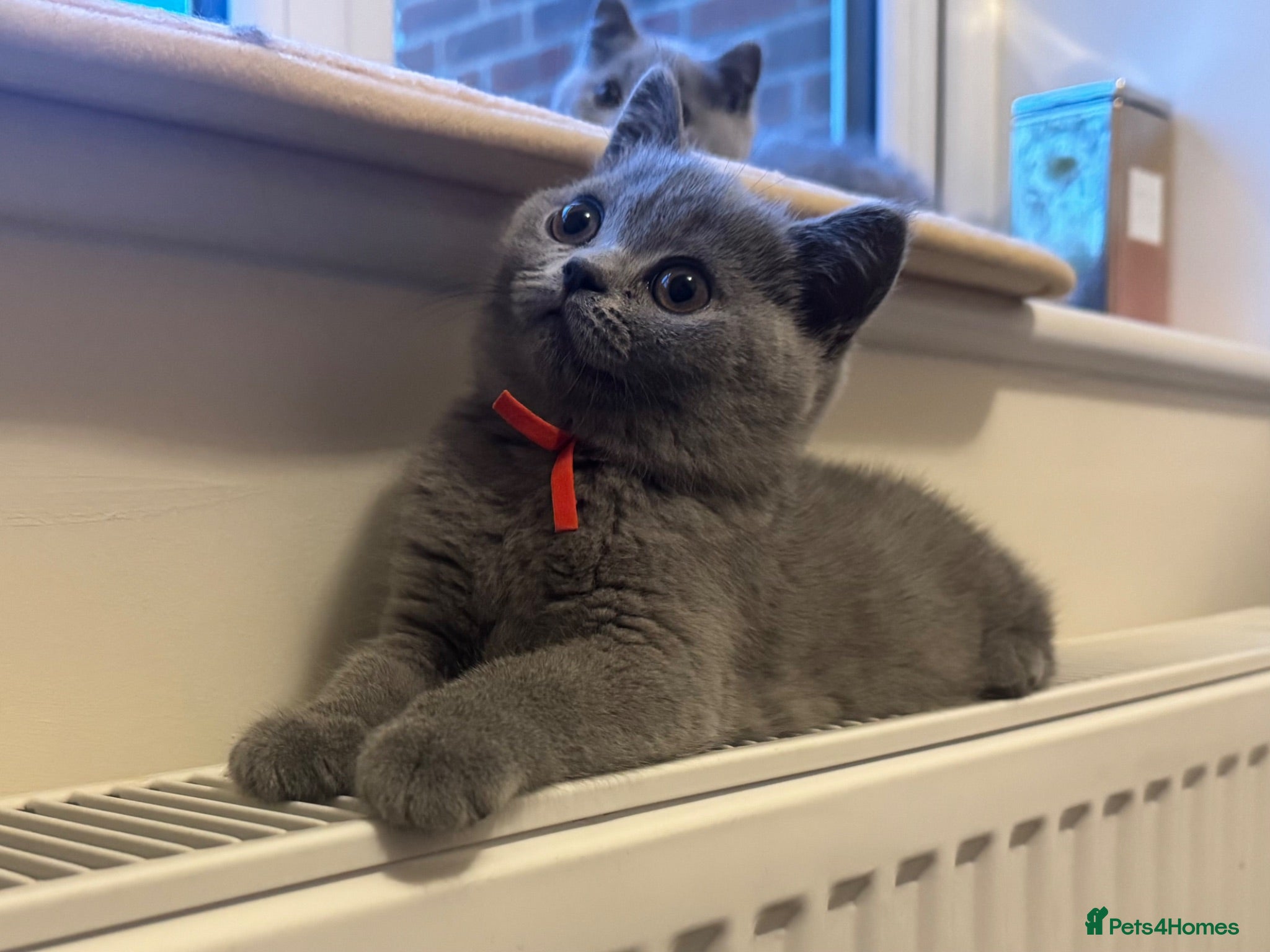 British Shorthair cats Last girl remaining - Beautiful British Blue - Advert 2