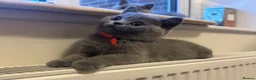British Shorthair cats for sale: Beautiful British Shorthair Kittens Ready July - Advert 5