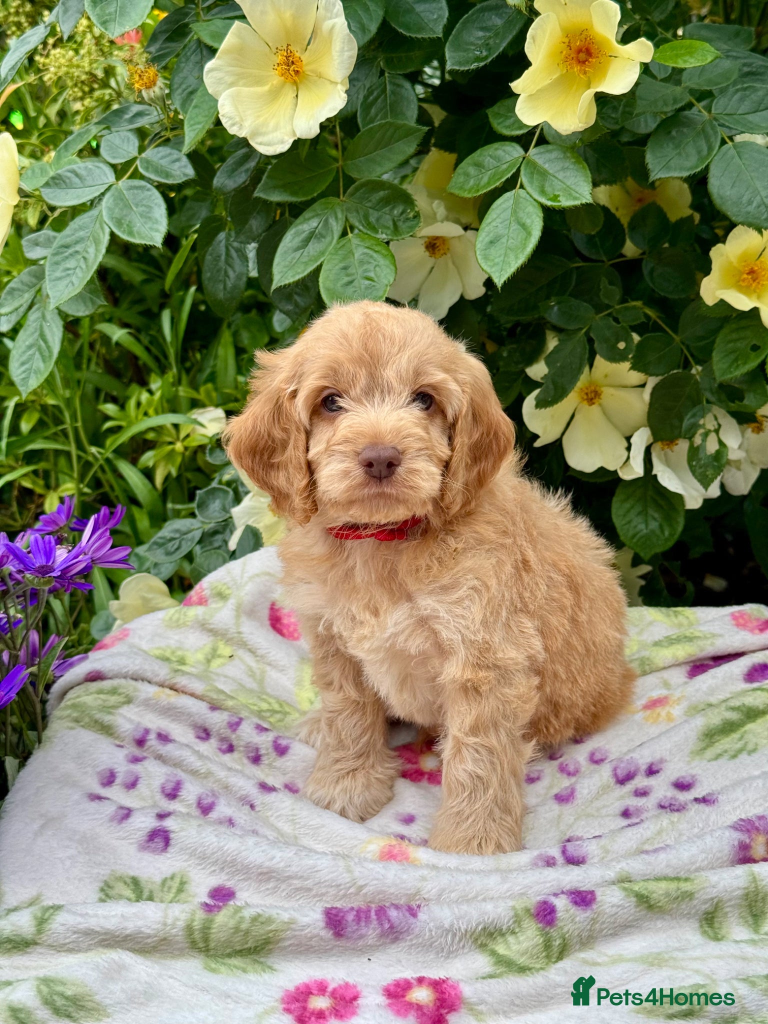 Cockapoo dogs 4 left gorgeous f1 dna tested clear cockerpoos - Advert 6