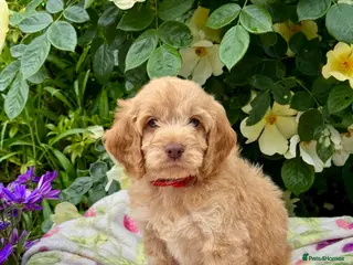 Cockapoo dogs 4 left gorgeous f1 dna tested clear cockerpoos - Advert 7