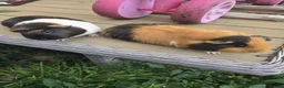 Guinea Pig rodents for sale: Free to good home in Doncaster - Advert 1
