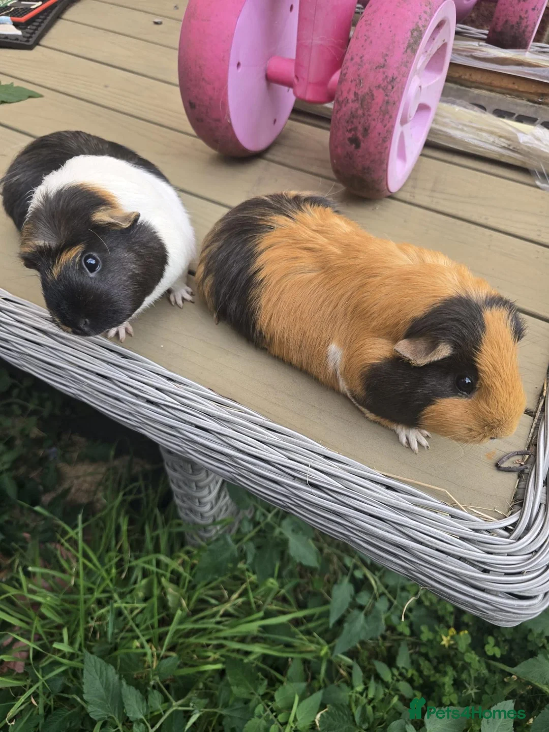Guinea Pig rodents for sale: Free to good home in Doncaster - Advert 1