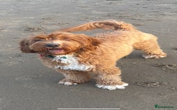 Australian Labradoodle dogs for sale: 100% Pure bred Australian Labradoodle - Image 6