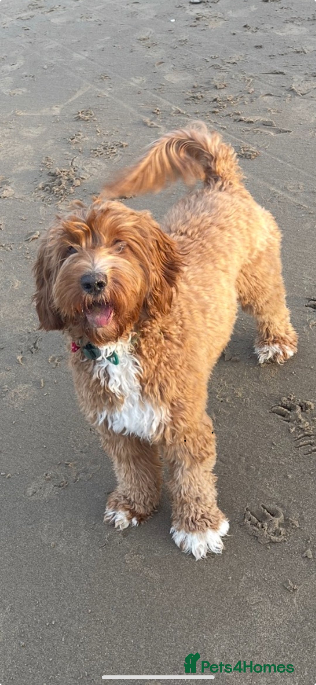 Australian Labradoodle dogs for sale: 100% Pure bred Australian Labradoodle - Image 6