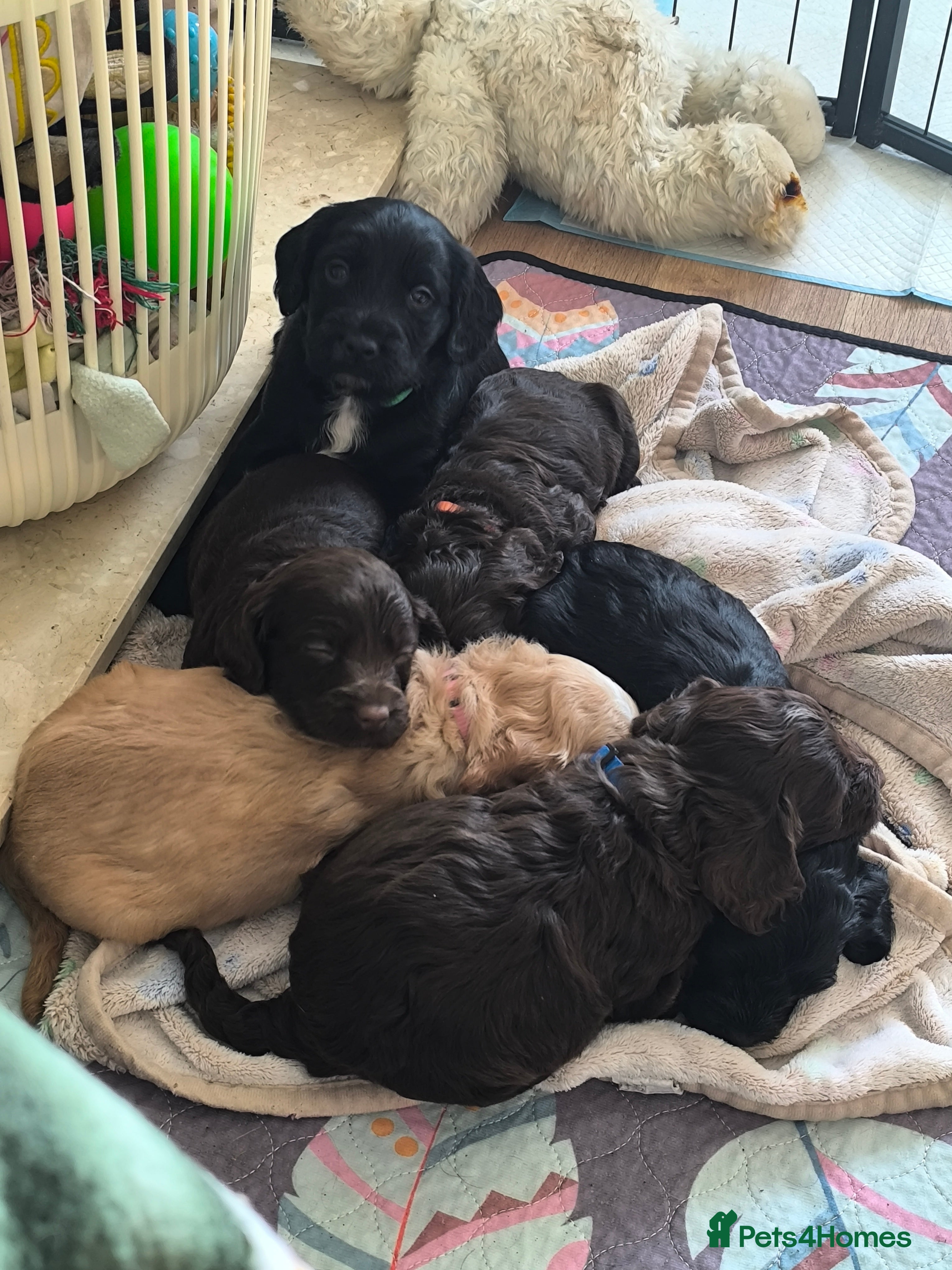 Cockapoo dogs  6 Gorgeous Cockapoo Puppies  - Advert 5