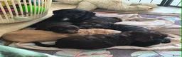 Cockapoo dogs for sale: Only 2 girls left! Gorgeous Cockapoo Puppies 🐾 - Advert 21