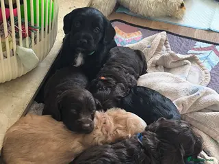 Cockapoo dogs 6 Gorgeous Cockapoo Puppies - Advert 5
