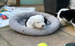 Old English Sheepdog dogs for sale: Kennel Club Reg Old English Sheepdog Puppies - Image 23