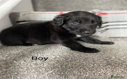 Mixed Breed dogs for sale: Cocker collie cross  - Image 19