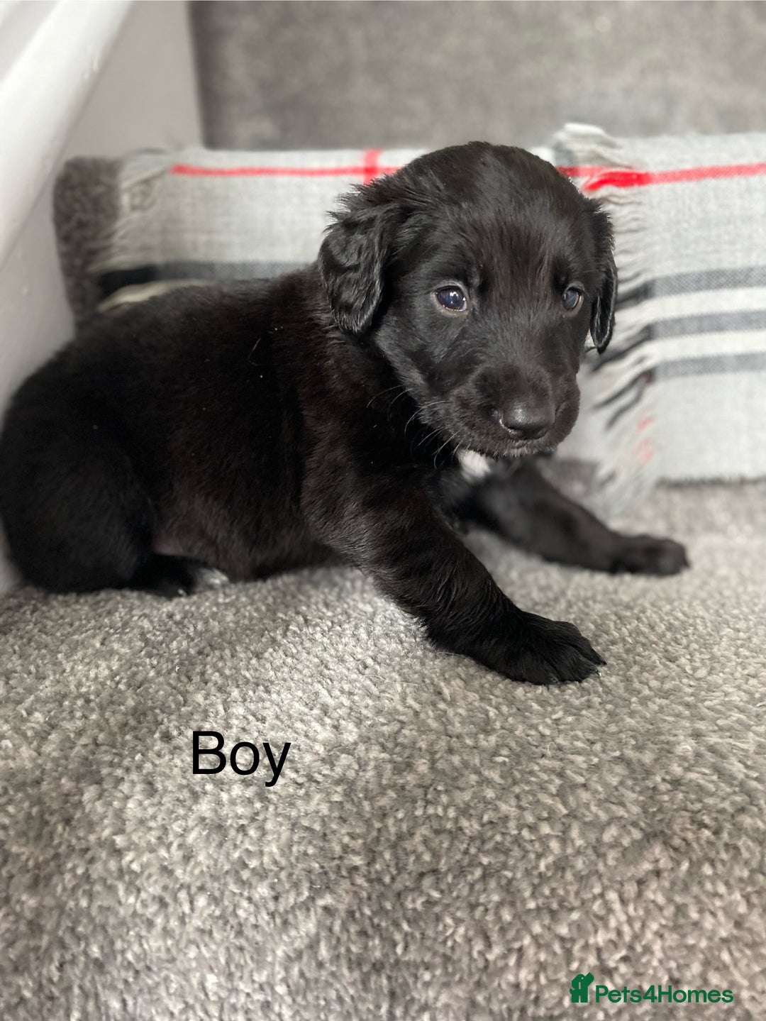 Mixed Breed dogs for sale: Cocker collie cross  - Image 19