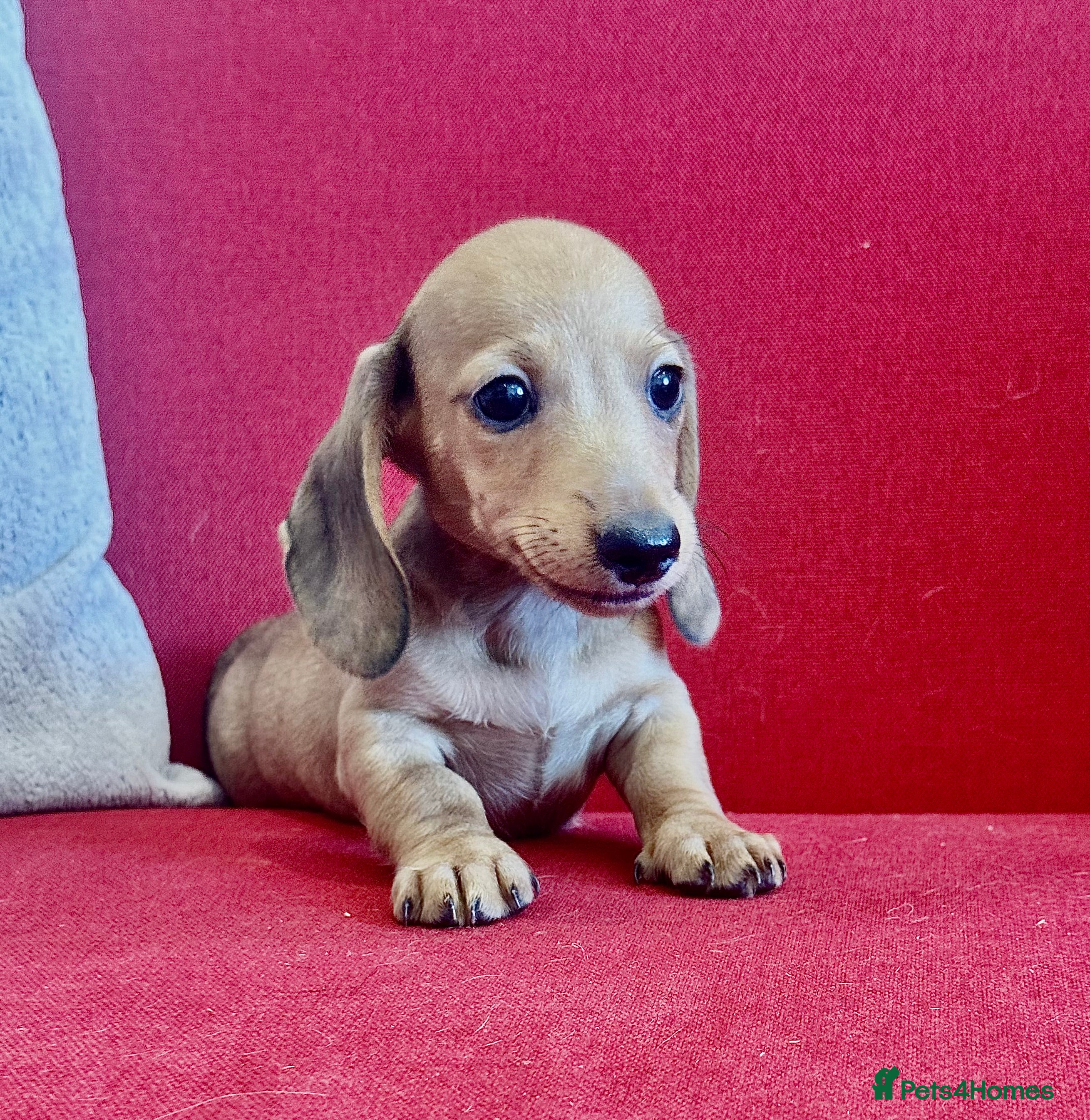Miniature Dachshund dogs Long/smooth haired cream/Red Mini Dachshund pups - Advert 2