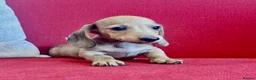 Miniature Dachshund dogs for sale: Long/smooth haired cream/Red Mini Dachshund pups - Advert 12