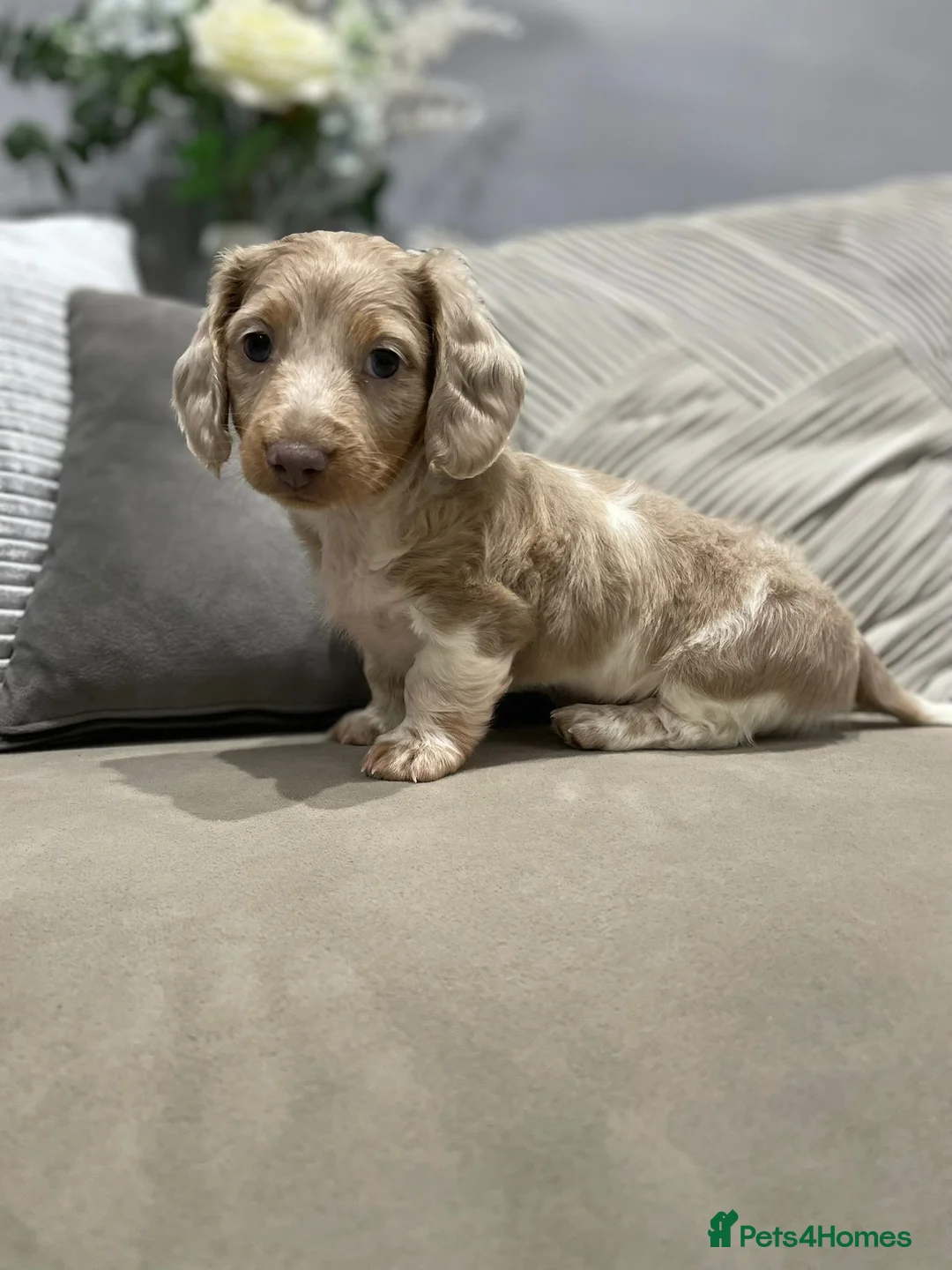 Miniature Dachshund dogs for sale: Isabella and tan piebald long hair   - Advert 10