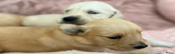 Golden Retriever dogs for sale: Golden Retriever Puppies - Advert 15