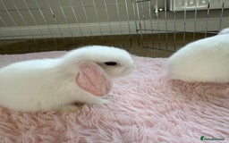 Mini Lop rabbits for sale: Friendly mini lop babies ready 14 August - Image 21