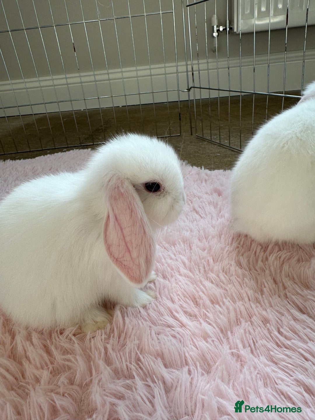 Mini Lop rabbits for sale: Friendly mini lop babies ready 14 August - Image 21