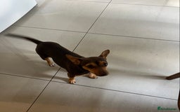 Jack Russell dogs for sale: Jack Russell  - Image 2