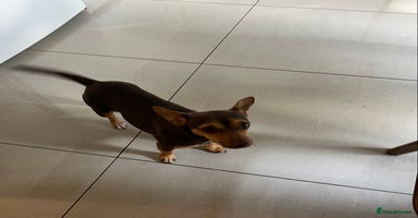 Jack Russell dogs - Advert 8