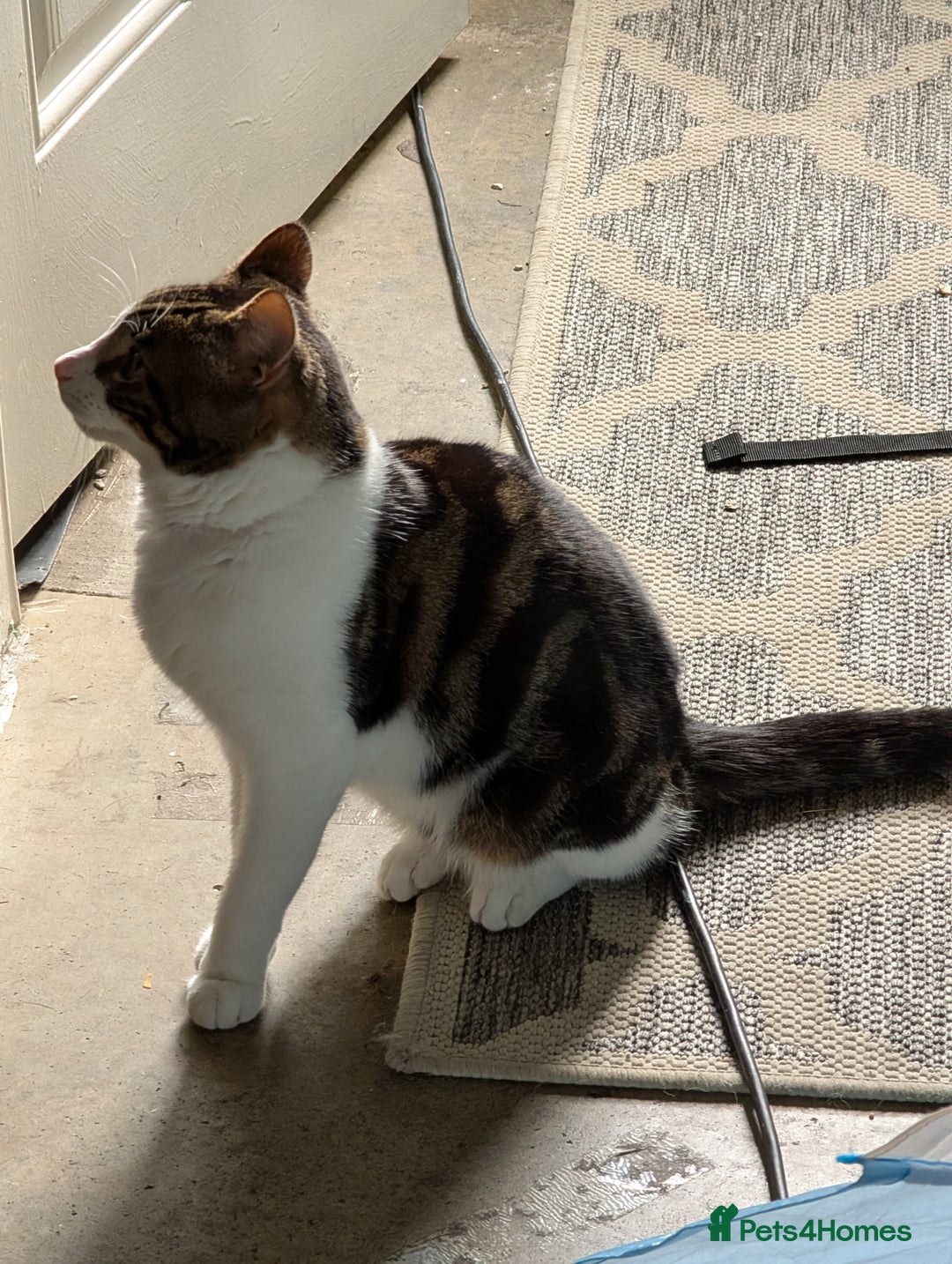 Mixed Breed cats for sale: 1 year old male cat - Image 5
