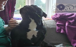 French Bulldog dogs for sale: French Bulldog for Rehoming - Image 3