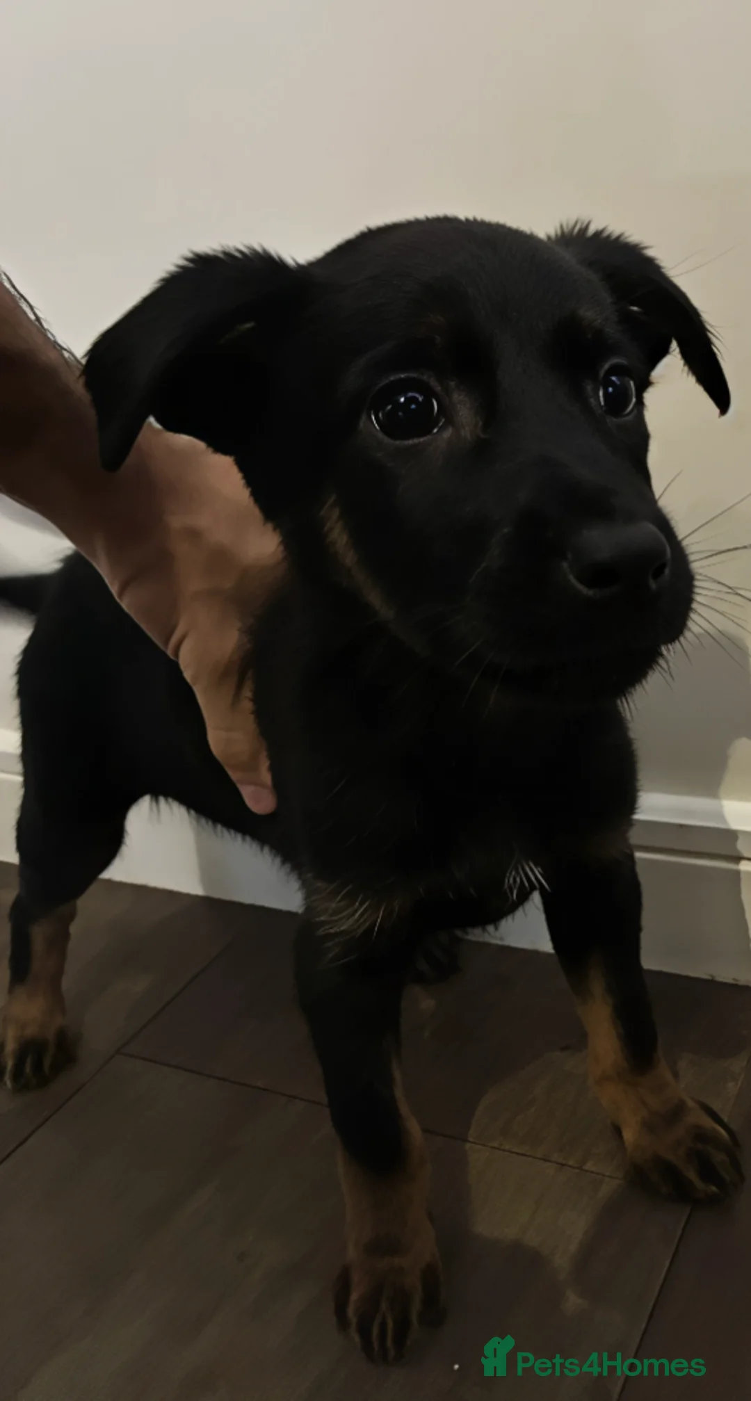 Mixed Breed dogs for sale: Puppies German Shepherd x Saluko x Dutch Harder - Advert 2