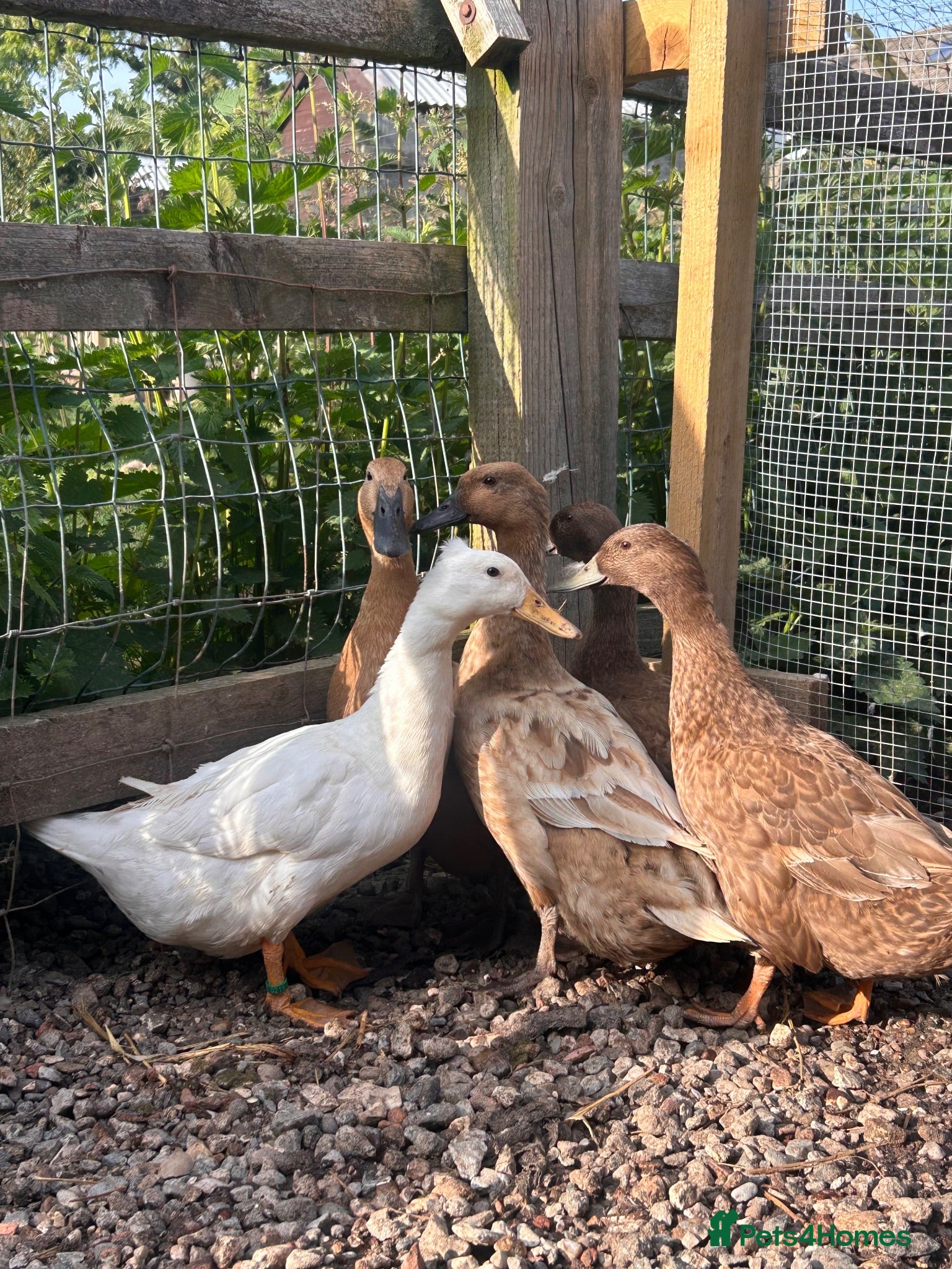 Ducks poultry Khaki Campbell POL - Advert 1