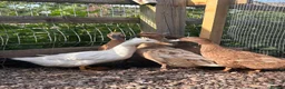 Ducks poultry for sale: Khaki Campbell POL - Advert 1