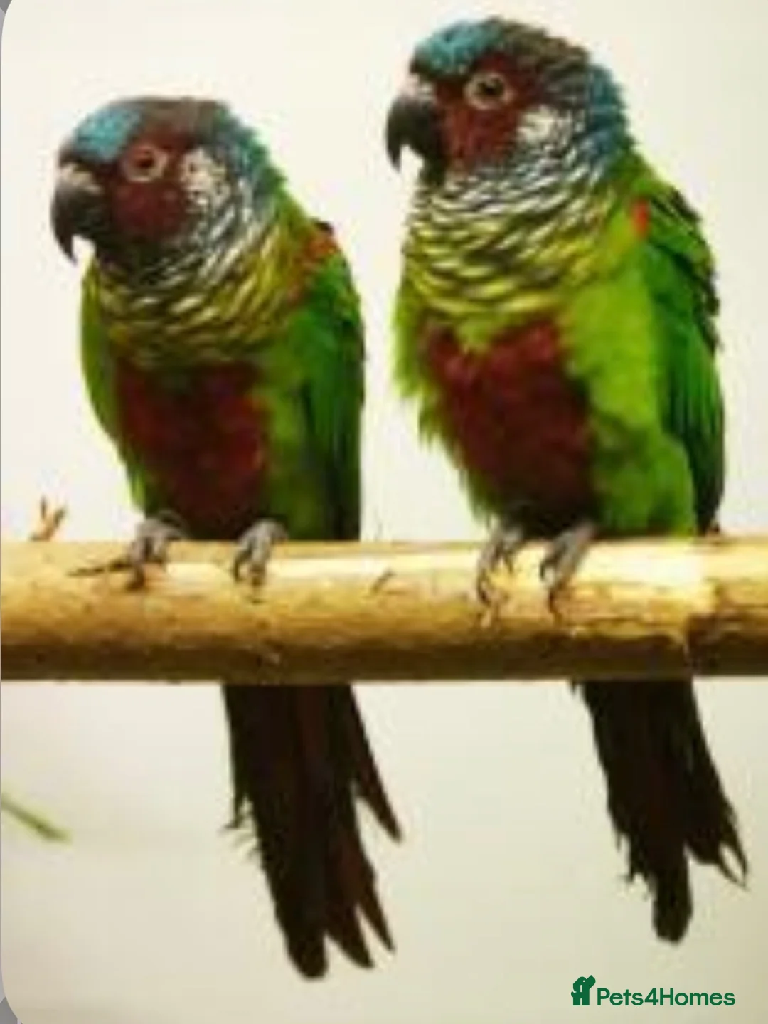 Conures birds for sale: Proven breeding Pair of Emma’s - Advert 1