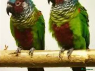 Conures birds Proven breeding Pair of Emma’s - Advert 9