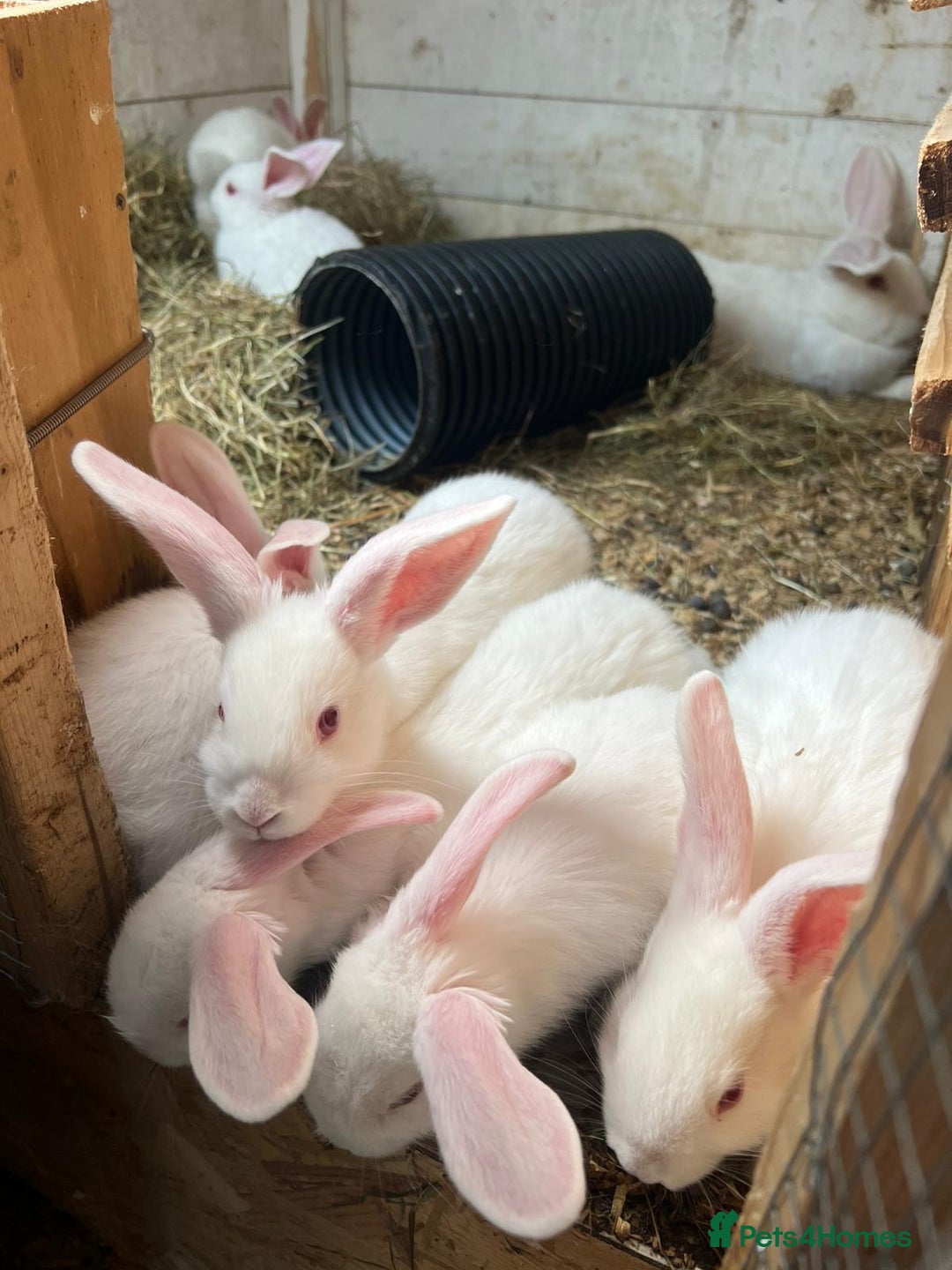 New Zealand rabbits for sale: Pure white New Zealand  - Image 3