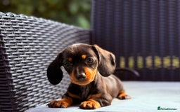 Miniature Dachshund dogs for sale: 🩷Tiny Babies Can’t wait to Go Home🩷 - Image 1