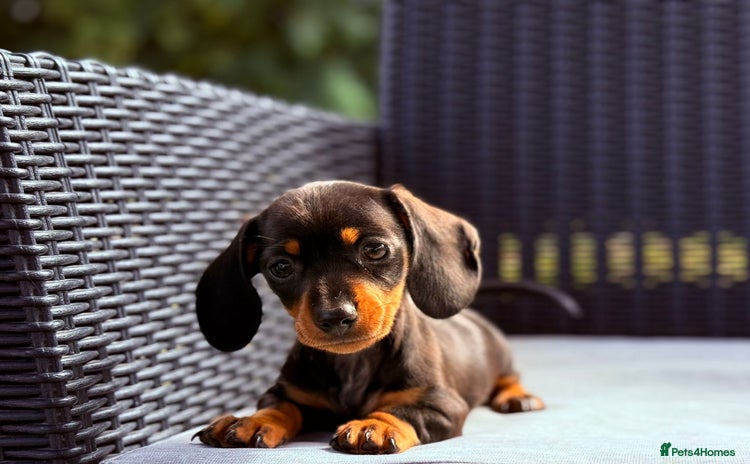 Miniature Dachshund dogs - Advert 15