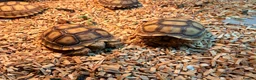 Tortoise reptiles for sale: Stunning Sulcata Tortoises for Sale – 8 Months Old - Advert 4