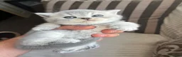 British Shorthair cats for sale: Imperial Grand Champion Parent & Grandparents. - Advert 7