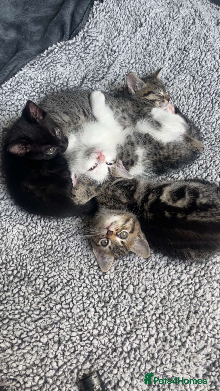 American Shorthair cats 6 Week Old Kittens! - Advert 1