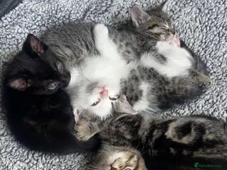 American Shorthair cats 6 Week Old Kittens! - Advert 3