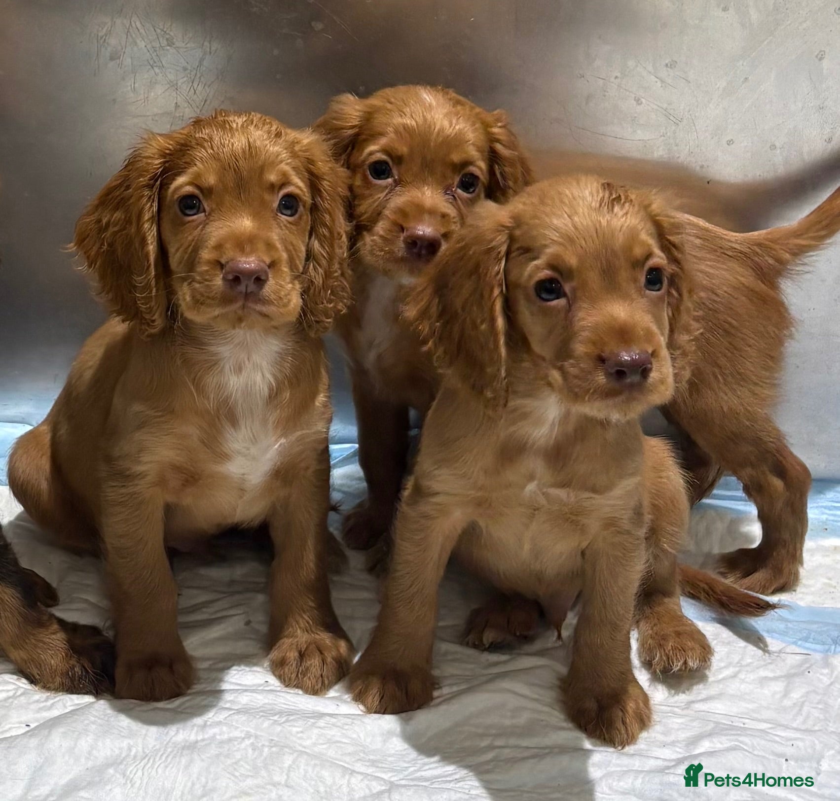 Cocker Spaniel dogs Kc registered working cocker spaniels  - Advert 1