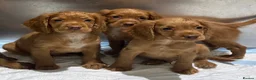 Cocker Spaniel dogs for sale: Kc registered working cocker spaniels  - Advert 6