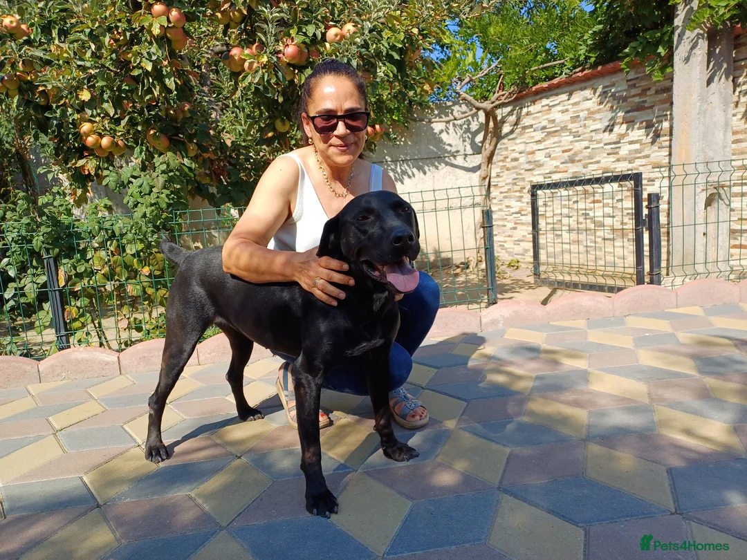 Mixed Breed dogs for adoption: Beautiful and Gentle JULIETTE - for a Loving Home in Nottingham - Advert 10