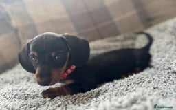 Miniature Dachshund dogs for sale: Last Boy *KC, PRA clear mini Dachshund puppies - Image 26