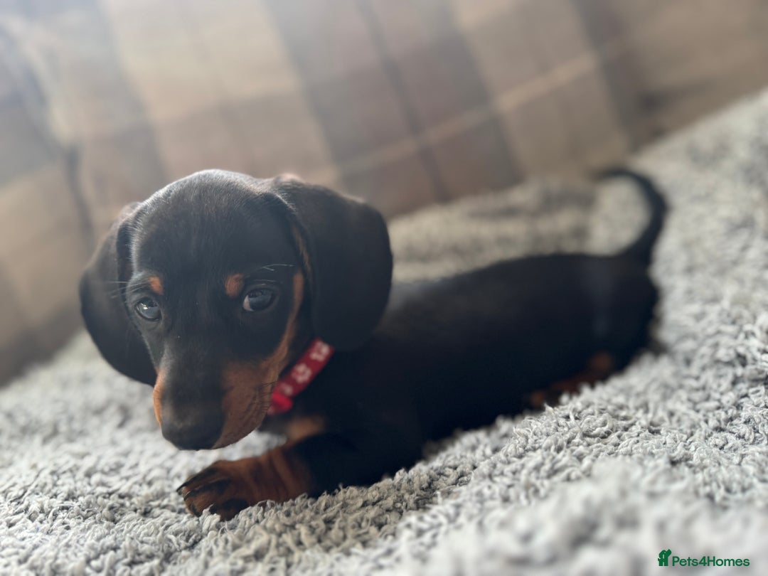 Miniature Dachshund dogs for sale: Last Boy *KC, PRA clear mini Dachshund puppies - Image 26