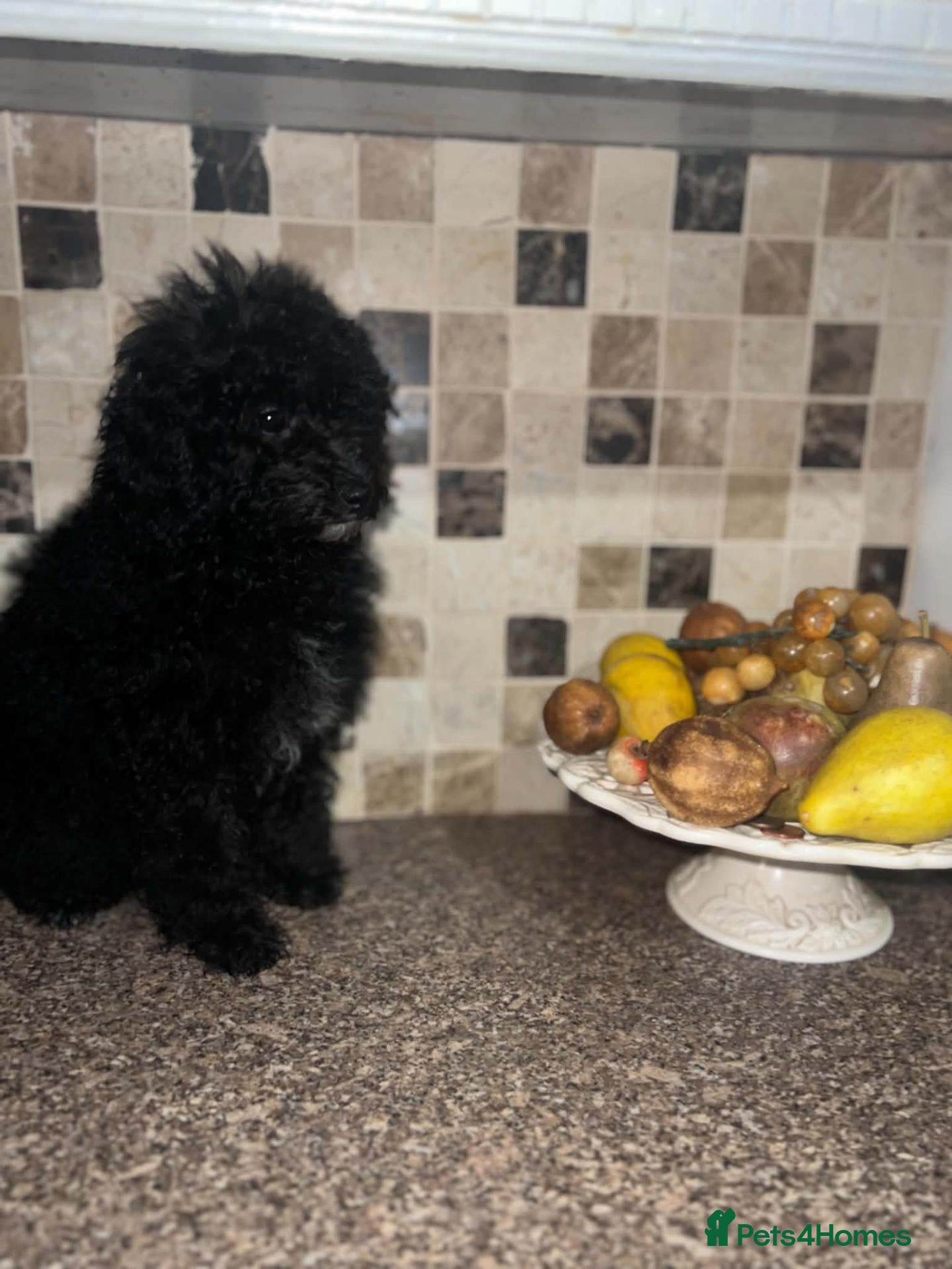 Miniature Poodle dogs Poodle Puppies - Advert 4